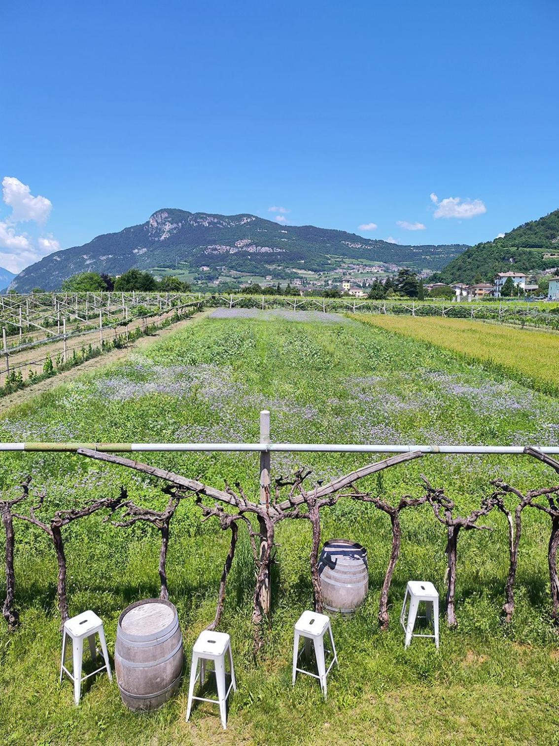 8 Grappoli Agritur Villa Trento Dış mekan fotoğraf