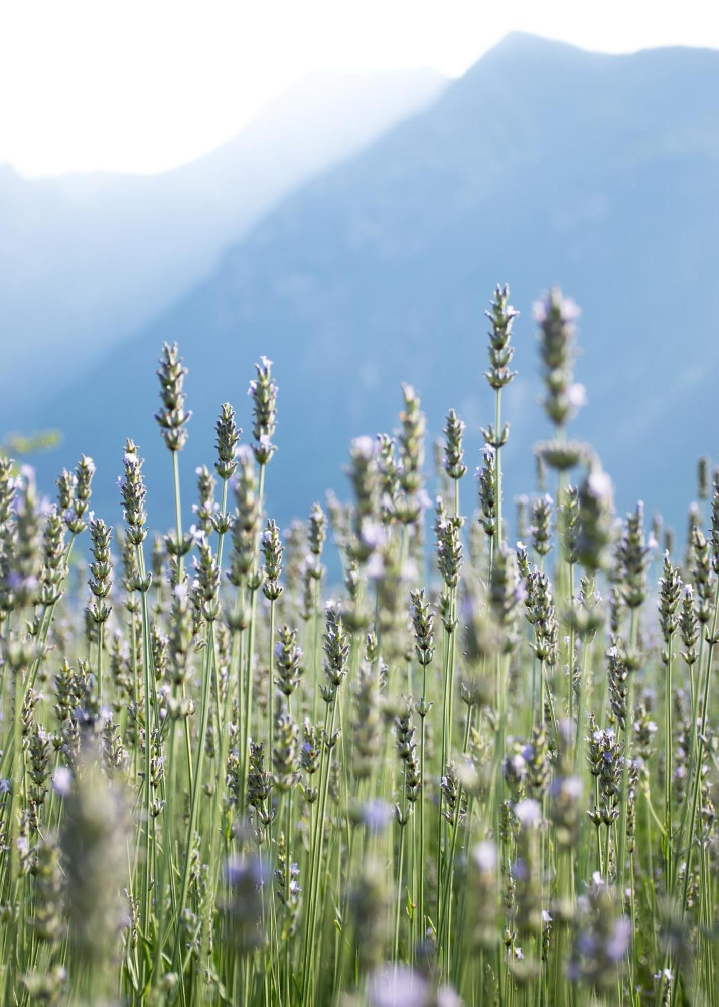 8 Grappoli Agritur Villa Trento Dış mekan fotoğraf